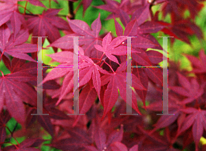 Picture of Acer palmatum (Matsumurae Group) 'Glowing Embers1'