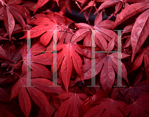 Picture of Acer palmatum (Matsumurae Group) 'Glowing Embers1'
