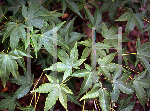 Picture of Acer palmatum 'Golden Flame'