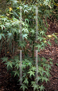 Picture of Acer palmatum 'Golden Flame'