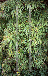 Picture of Acer palmatum (Dissectum Group) 'Golden Glow'