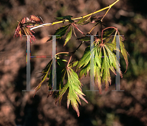 Picture of Acer palmatum (Dissectum Group) 'Golden Glow'