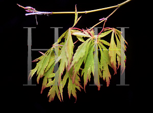 Picture of Acer palmatum (Dissectum Group) 'Golden Glow'