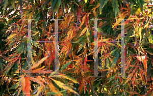 Picture of Acer palmatum (Dissectum Group) 'Golden Glow'