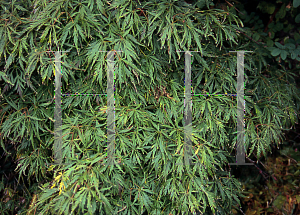 Picture of Acer palmatum (Dissectum Group) 'Golden Glow'