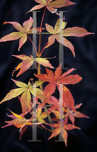 Picture of Acer palmatum 'Golden Pond'