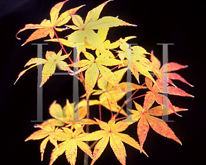 Picture of Acer palmatum 'Golden Pond'