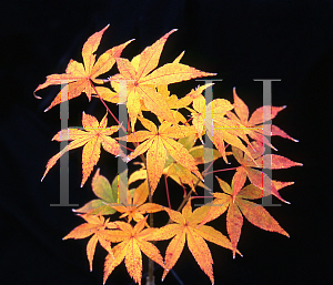 Picture of Acer palmatum 'Golden Pond'