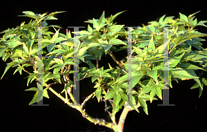 Picture of Acer palmatum 'Golden Pond'
