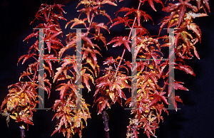 Picture of Acer palmatum (Matsumurae Group) 'Goshiki kotohime'