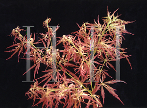 Picture of Acer palmatum (Dissectum Group) 'Toyama nishiki (Goshiki shidare)'