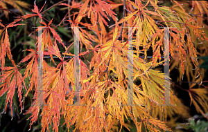 Picture of Acer palmatum (Dissectum Group) 'Toyama nishiki (Goshiki shidare)'