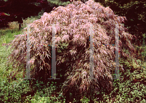 Picture of Acer palmatum (Dissectum Group) 'Toyama nishiki (Goshiki shidare)'