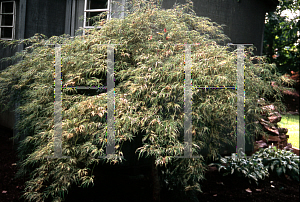 Picture of Acer palmatum (Dissectum Group) 'Toyama nishiki (Goshiki shidare)'