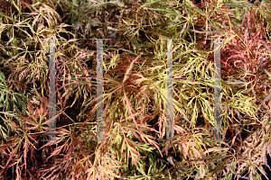 Picture of Acer palmatum (Dissectum Group) 'Toyama nishiki (Goshiki shidare)'