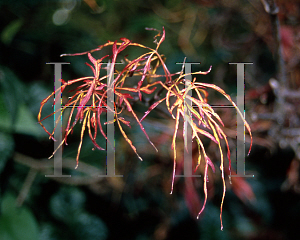 Picture of Acer japonicum 'Gossamer'