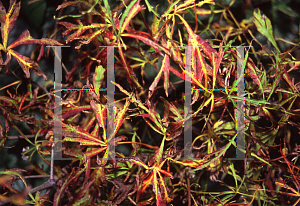 Picture of Acer japonicum 'Gossamer'