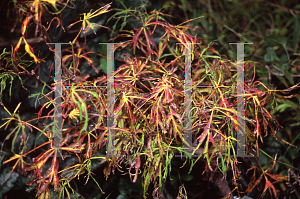 Picture of Acer japonicum 'Gossamer'