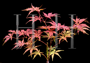 Picture of Acer palmatum (Matsumurae Group) 'Grandma Ghost'