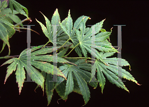 Picture of Acer palmatum 'Green Elf'