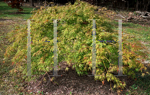 Picture of Acer palmatum (Dissectum Group) 'Green Hornet'