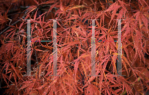 Picture of Acer palmatum (Dissectum Group) 'Green Hornet'