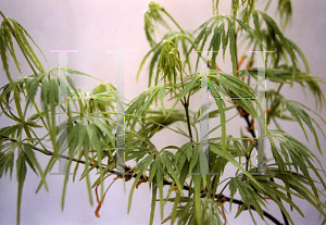 Picture of Acer palmatum (Dissectum Group) 'Green Mist'