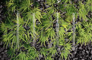 Picture of Acer palmatum (Dissectum Group) 'Green Mist'