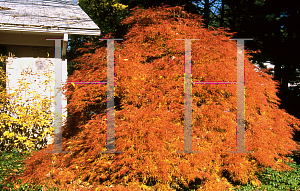 Picture of Acer palmatum (Dissectum Group) 'Green Mist'