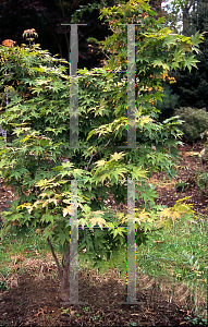 Picture of Acer palmatum (Amoenum Group) 'Green Star'