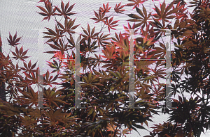 Picture of Acer palmatum (Matsumurae Group) 'Green Trompenburg'