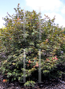 Picture of Acer palmatum (Matsumurae Group) 'Green Trompenburg'