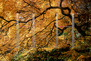 Picture of Acer palmatum (Dissectum Group) 'Green Mist'