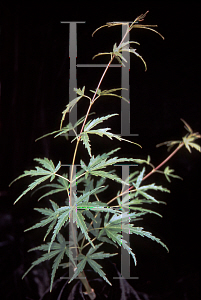 Picture of Acer palmatum (Matsumurae Group) 'Groundcover'