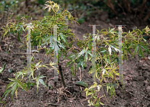 Picture of Acer palmatum (Matsumurae Group) 'Groundcover'