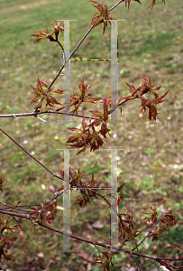 Picture of Acer palmatum (Dissectum Group) 'Hagoromo'