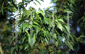Picture of Acer palmatum (Dissectum Group) 'Hagoromo'