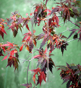 Picture of Acer palmatum (Dissectum Group) 'Hagoromo'