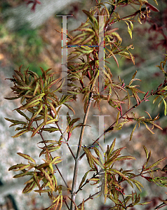 Picture of Acer palmatum (Dissectum Group) 'Hagoromo'