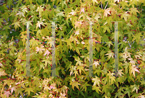 Picture of Acer palmatum 'Hanami nishiki'