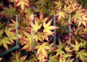 Picture of Acer palmatum 'Hanami nishiki'