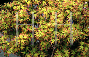 Picture of Acer palmatum 'Hanami nishiki'