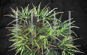 Picture of Acer palmatum (Dissectum Group) 'Hanzell'