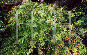 Picture of Acer palmatum (Dissectum Group) 'Hanzell'