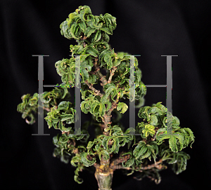 Picture of Acer palmatum 'Happy'