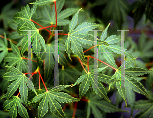 Picture of Acer palmatum 'Harusame (Harusume)'