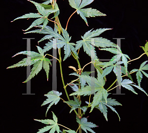 Picture of Acer palmatum 'Harusame (Harusume)'