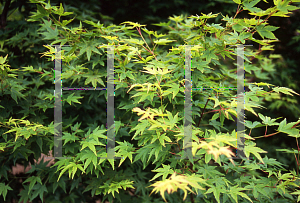 Picture of Acer palmatum 'Harusame (Harusume)'