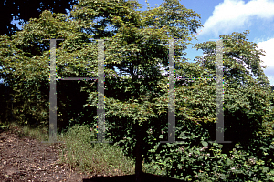 Picture of Acer palmatum 'Harusame (Harusume)'