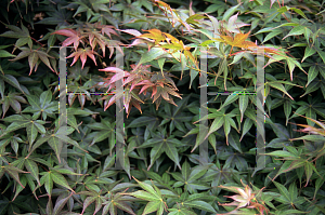 Picture of Acer palmatum 'Hatsu shigure'